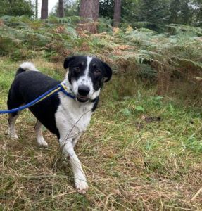 Perry a black and white rescue dog | 1 dog at a time rescue UK