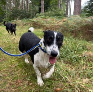 Perry a black and white rescue dog | 1 dog at a time rescue UK