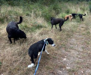 Perry a black and white rescue dog | 1 dog at a time rescue UK