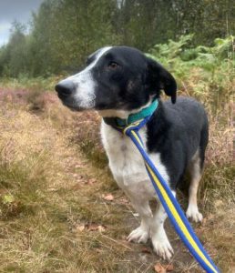 Perry a black and white rescue dog | 1 dog at a time rescue UK