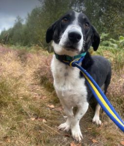 Perry a black and white rescue dog | 1 dog at a time rescue UK