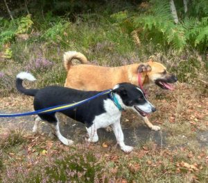 Perry a black and white rescue dog | 1 dog at a time rescue UK