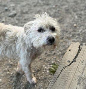 Abbie a cream rescue dog | 1 dog at a time rescue UK