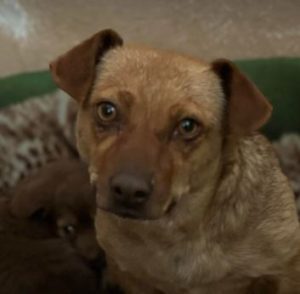 Lisa a tan rescue dog | 1 dog at a time rescue UK