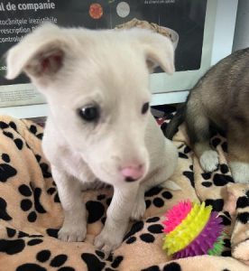 Mellie a white rescue dog | 1 dog at a time rescue UK