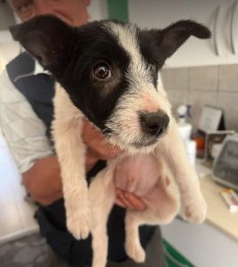 Jamie a black and white rescue dog | 1 dog at a time rescue UK