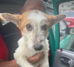 Jasper a brown and white rescue dog | 1 dog at a time rescue UK