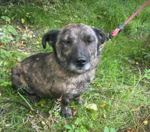 Bridie a brindle rescue dog | 1 dog at a time rescue UK