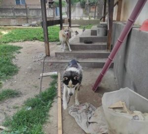 Pepe a black and white rescue dog | 1 dog at a time rescue UK