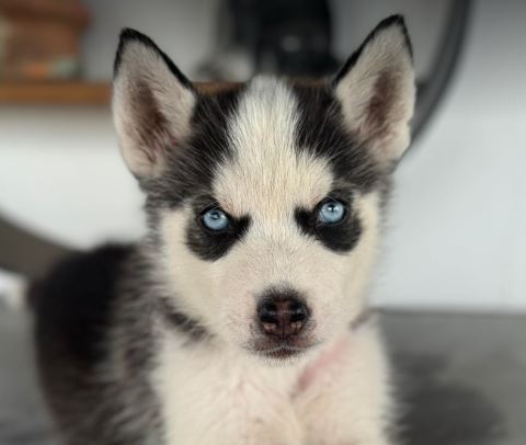 Pepe a black and white rescue dog | 1 dog at a time rescue UK