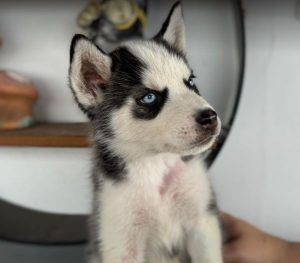 Pepe a black and white rescue dog | 1 dog at a time rescue UK