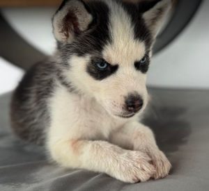 Pepe a black and white rescue dog | 1 dog at a time rescue UK