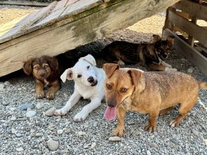 Four small Romanian resuce dogs in the shade at Happys | 1 Dog At A Time Rescue