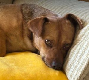 Lisa a tan rescue dog | 1 dog at a time rescue UK