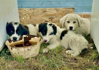 Three black and white puppies in Romania drinking water | 1 Dog At A Time Rescue UK