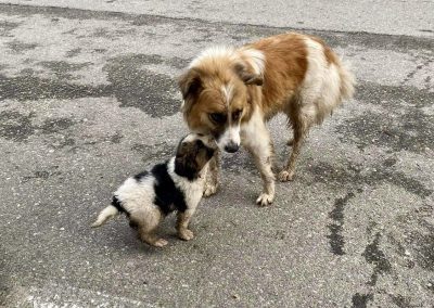 Jessie a Romanian street dog and her puppy in the street | 1 Dog At A Time Rescue UK