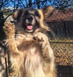 Barney a cream rescue dog | 1 dog at a time rescue UK