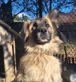 Barney a cream rescue dog | 1 dog at a time rescue UK