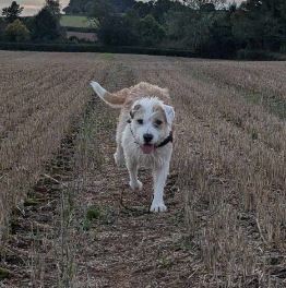 Maximus a white and tan rescue dog | 1 dog at a time rescue UK