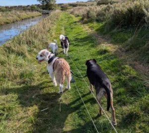 Maximus a white and tan rescue dog | 1 dog at a time rescue UK