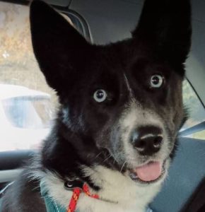 Skye a black and white rescue dog | 1 dog at a time rescue UK