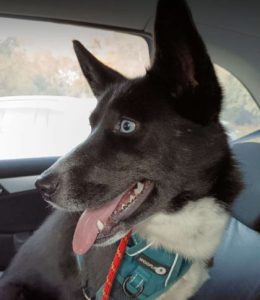 Skye a black and white rescue dog | 1 dog at a time rescue UK