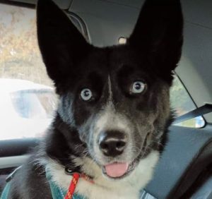 Skye a black and white rescue dog | 1 dog at a time rescue UK