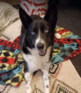 Skye a black and white rescue dog | 1 dog at a time rescue UK