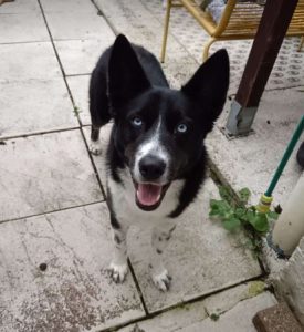 Skye a black and white rescue dog | 1 dog at a time rescue UK