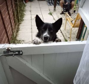 Skye a black and white rescue dog | 1 dog at a time rescue UK