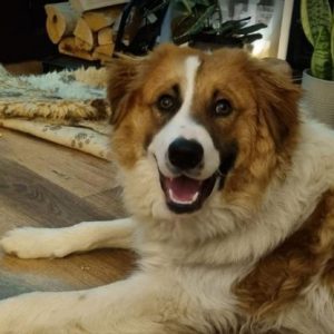 Chester a brown and white rescue dog | 1 dog at a time rescue UK