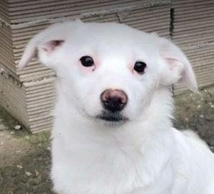 Nala a white rescue dog | 1 dog at a time rescue UK