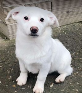 Nala a white rescue dog | 1 dog at a time rescue UK