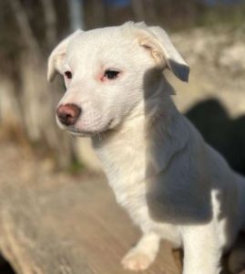 Nala a white rescue dog | 1 dog at a time rescue UK