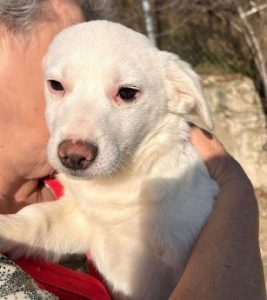 Nala a white rescue dog | 1 dog at a time rescue UK