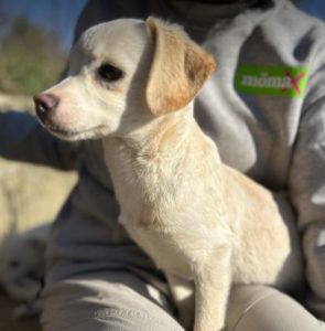 Nadia a cream rescue dog | 1 dog at a time rescue UK