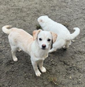 Nadia a cream rescue dog | 1 dog at a time rescue UK