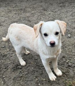 Nadia a cream rescue dog | 1 dog at a time rescue UK