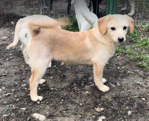 Nessie a cream rescue dog | 1 dog at a time rescue UK