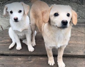 Nessie a cream rescue dog | 1 dog at a time rescue UK