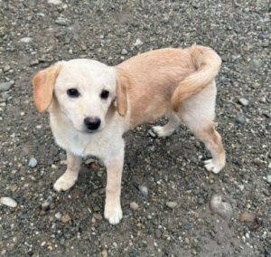 Nessie a cream rescue dog | 1 dog at a time rescue UK