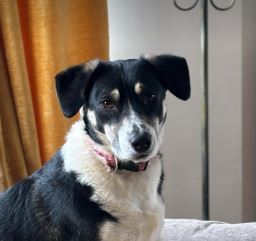 Pepper a black and white rescue dog | 1 dog at a time rescue UK