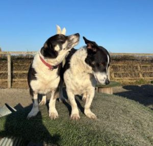 Perry a black and white rescue dog | 1 dog at a time rescue UK