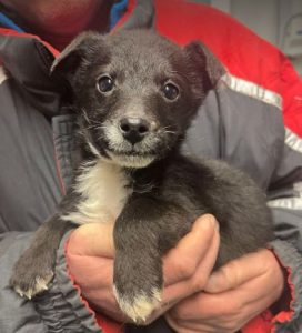 Jerry a black and white rescue dog | 1 dog at a time rescue UK