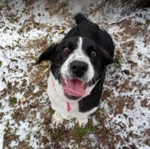 Misty a black and white rescue dog | 1 dog at a time rescue UK