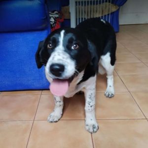 Misty a black and white rescue dog | 1 dog at a time rescue UK