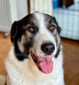 Carlos a white and black Romanian rescue dog | 1 Dog At A Time Rescue UK