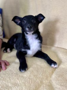 Jerry a black Romanian rescue puppy lying on a blanket | 1 Dog At A Time Rescue UK