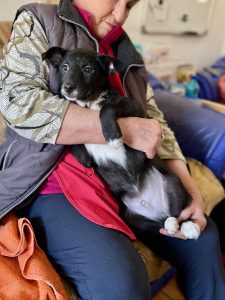 Jimmy a black Romanian rescue puppy having a cuddle | 1 Dog At A Time Rescue UK