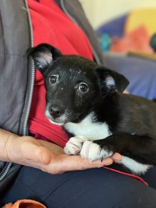 Jimmy a black Romanian rescue puppy on a lap | 1 Dog At A Time Rescue UK